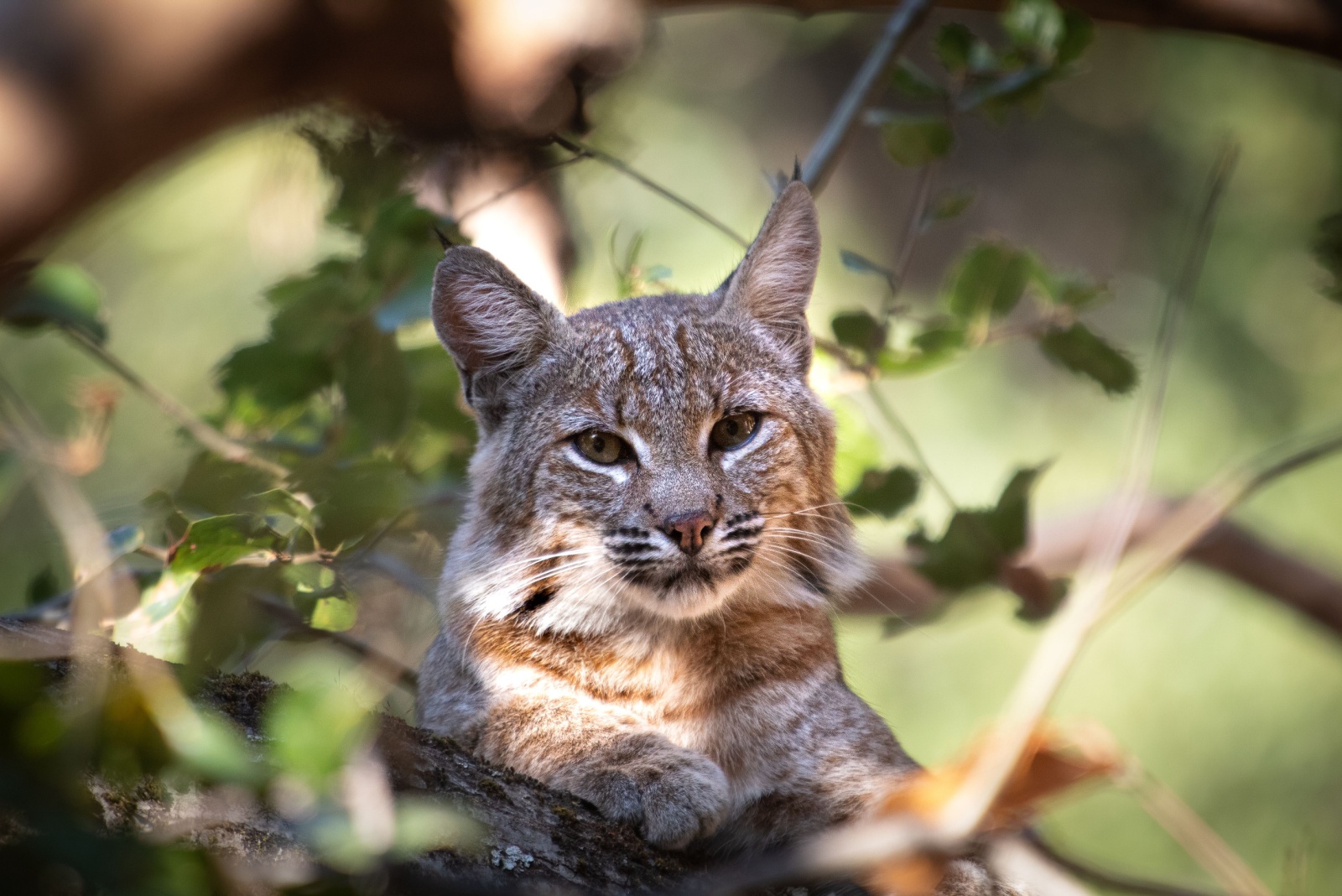 13 Wild Animals Thriving In Nevada Cities That Could Already Be In Your Backyard