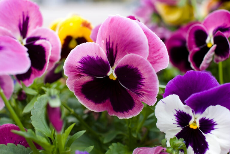 pansies flowers (featured image)