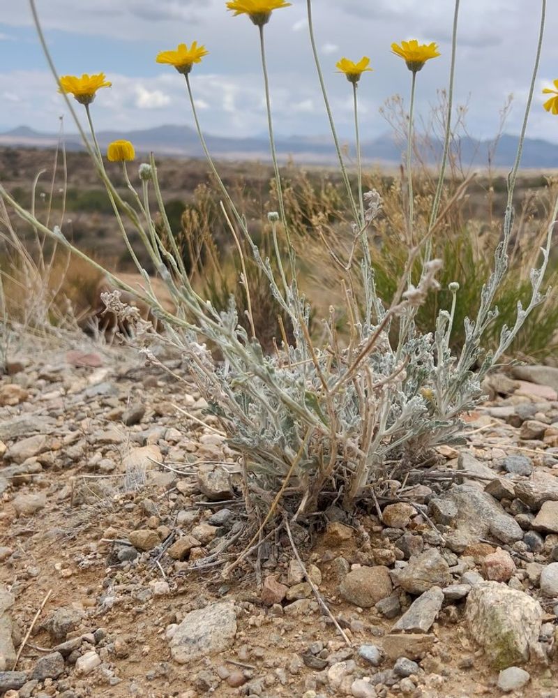 Desert Marigold