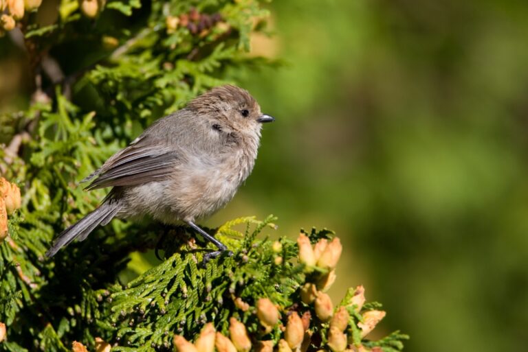 bushtit bird on a branch