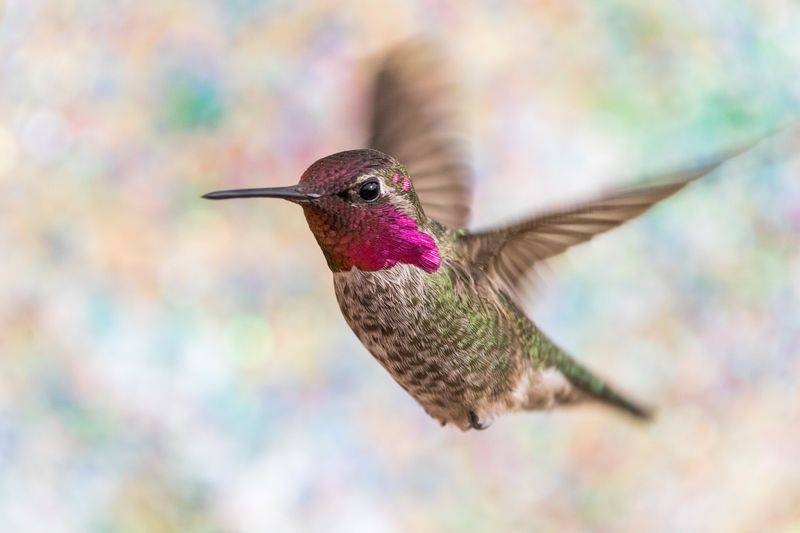 Anna's Hummingbird: The Tiny Garden Jewel