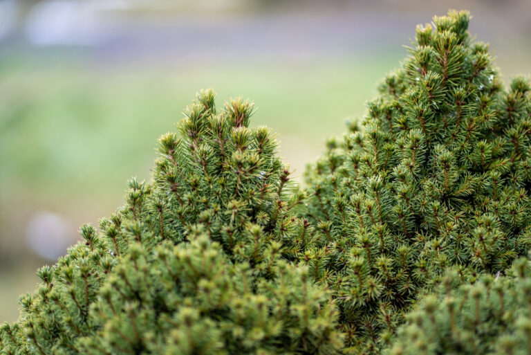 shrubs (featured image)