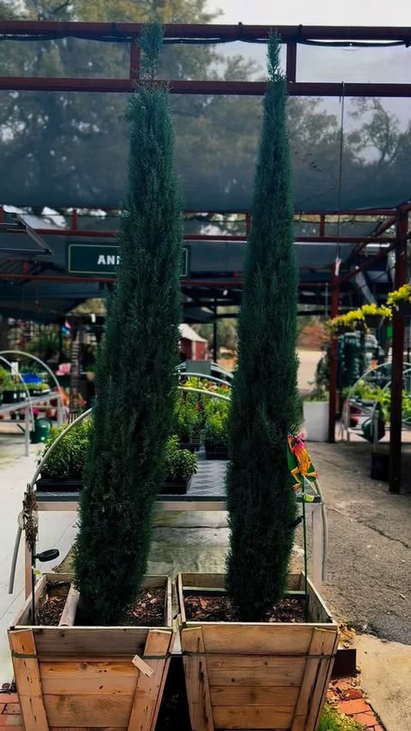 Dwarf Italian Cypress
