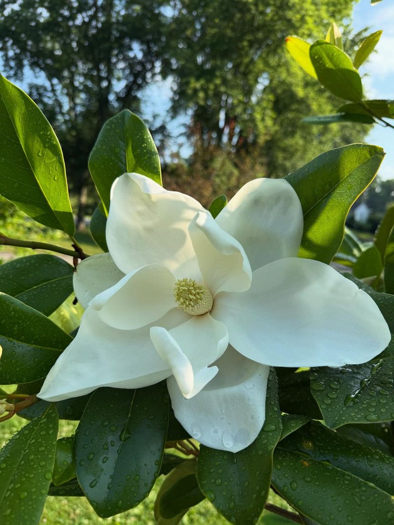 Southern Magnolia: Arkansas's Iconic White Blossoms
