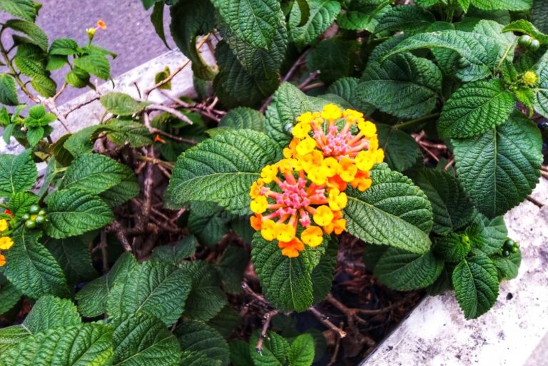 texas lantana