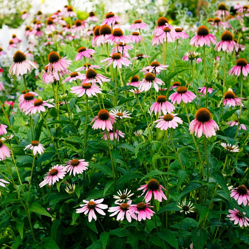 Purple Coneflower: Nature's Resilient Beauty