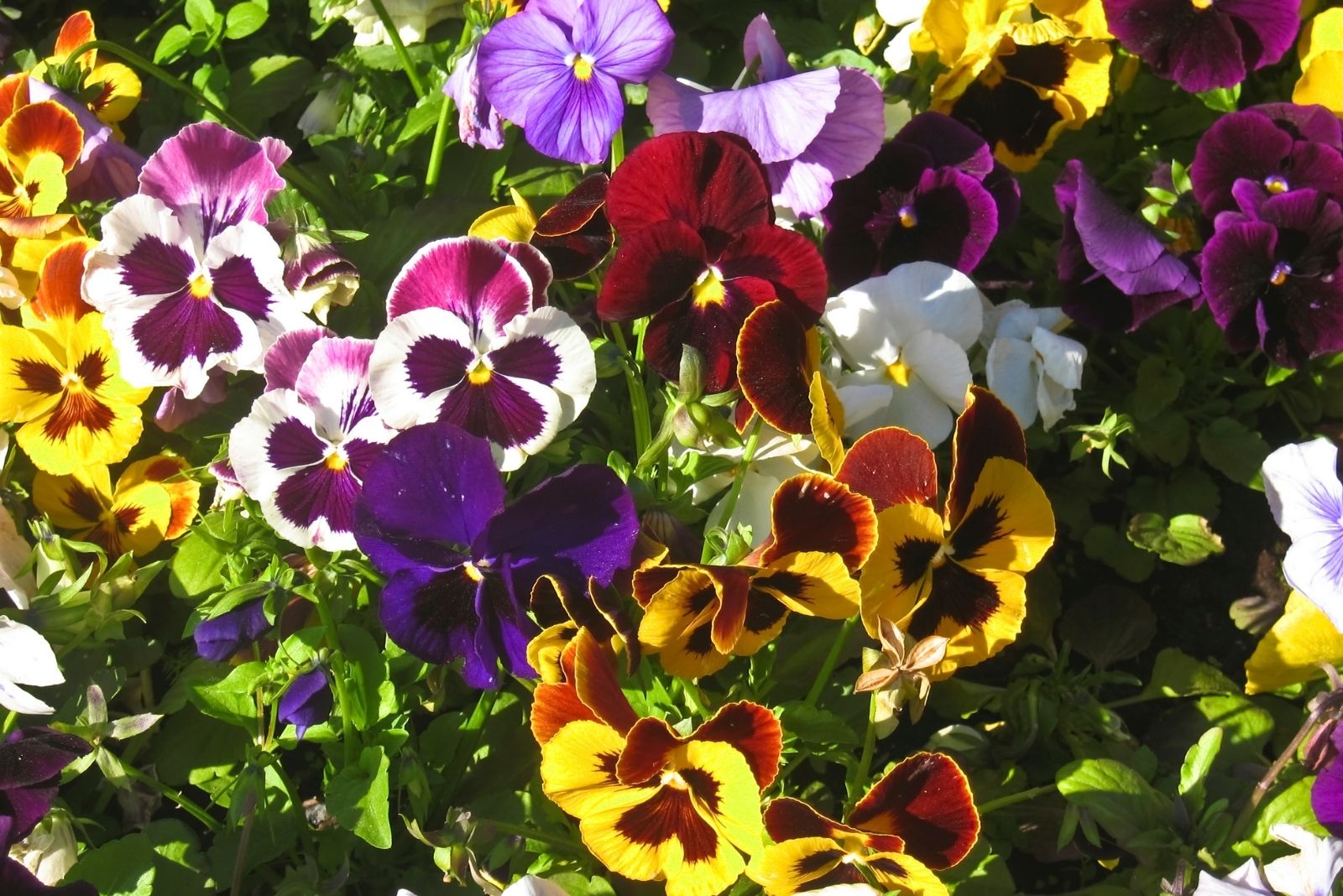 Pansies