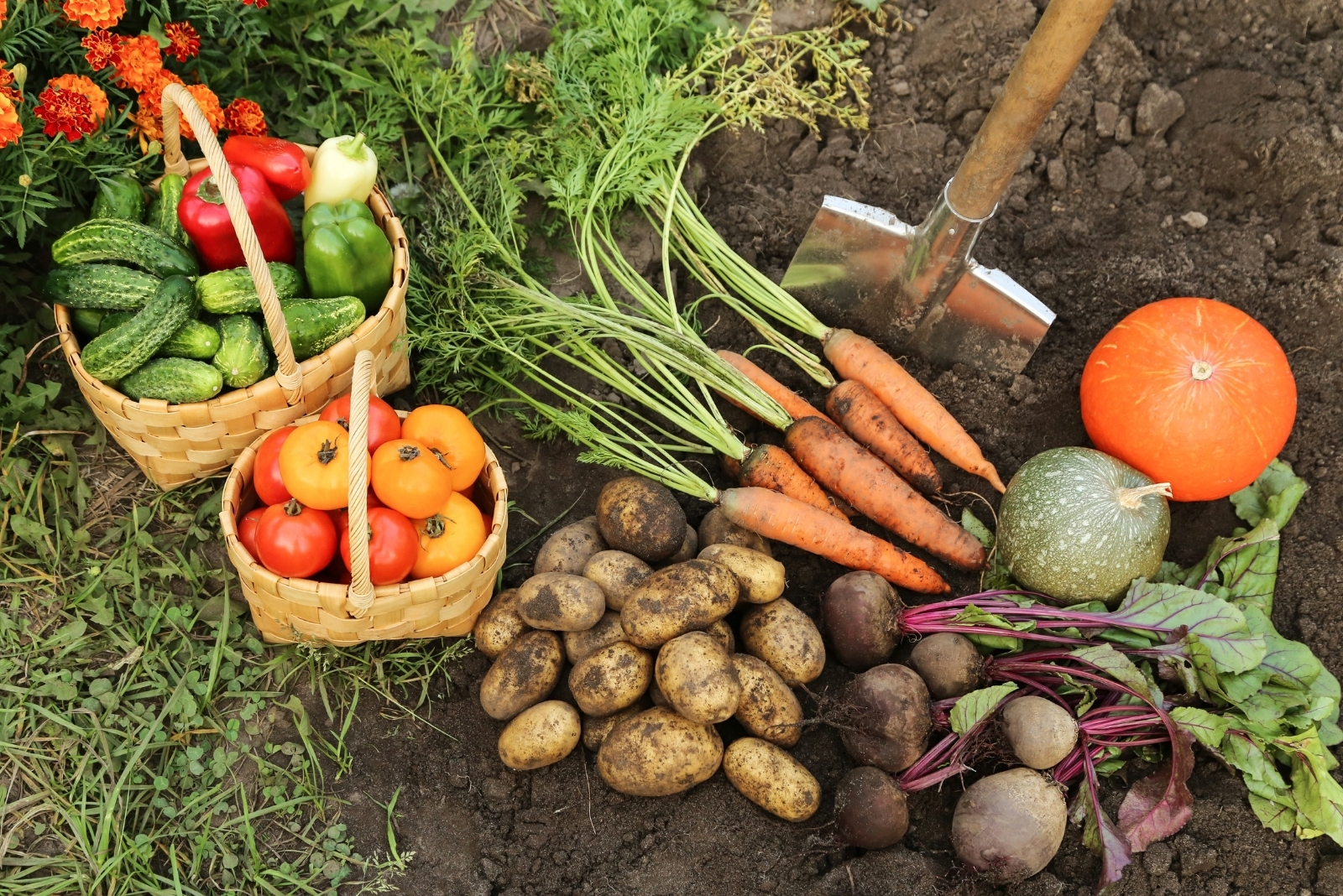 14 Fall Veggies You Should Never Plant Together In California