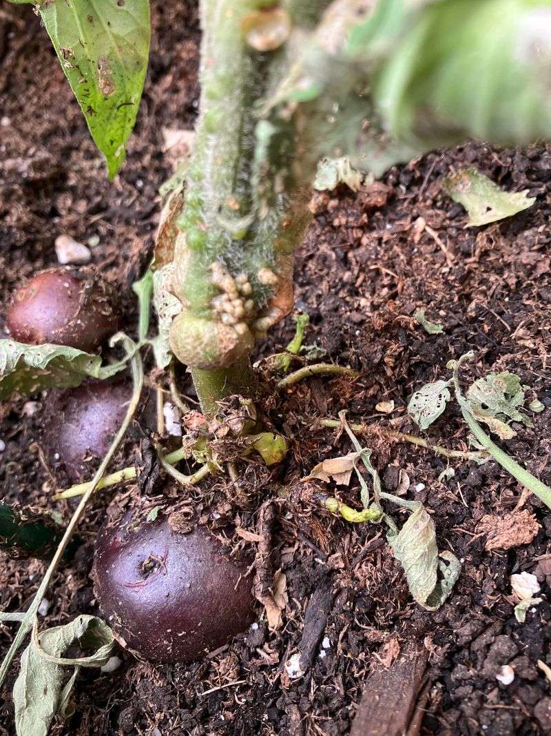 Tomatoes and Potatoes