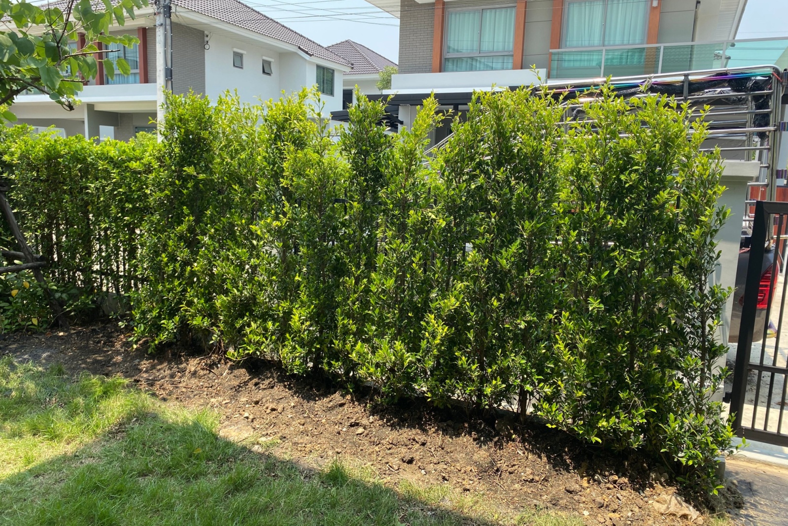 ficus hedge
