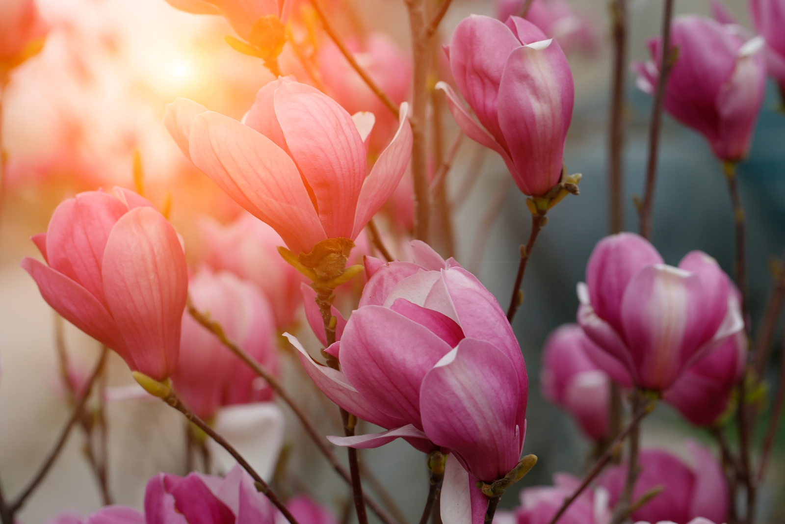 14 Flowering Beauties That Love Alabama’s Humid Subtropical Climate