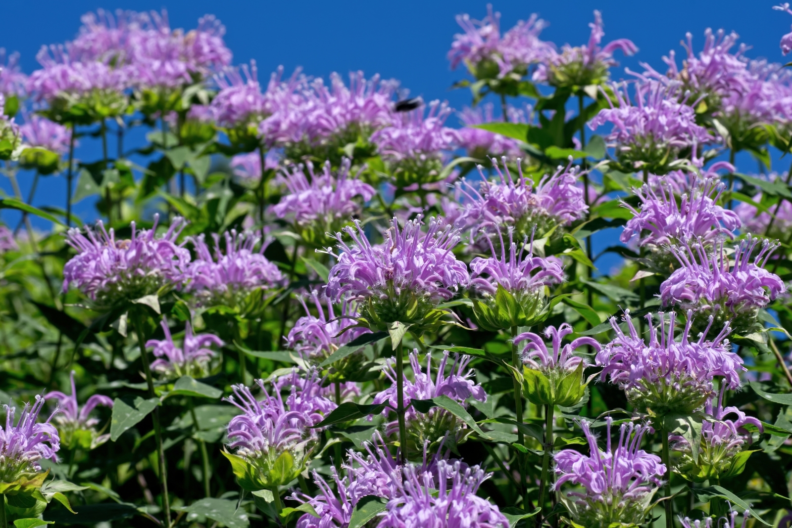 14 Flowers That Are Perfect For Massachusetts Humid Continental Climate