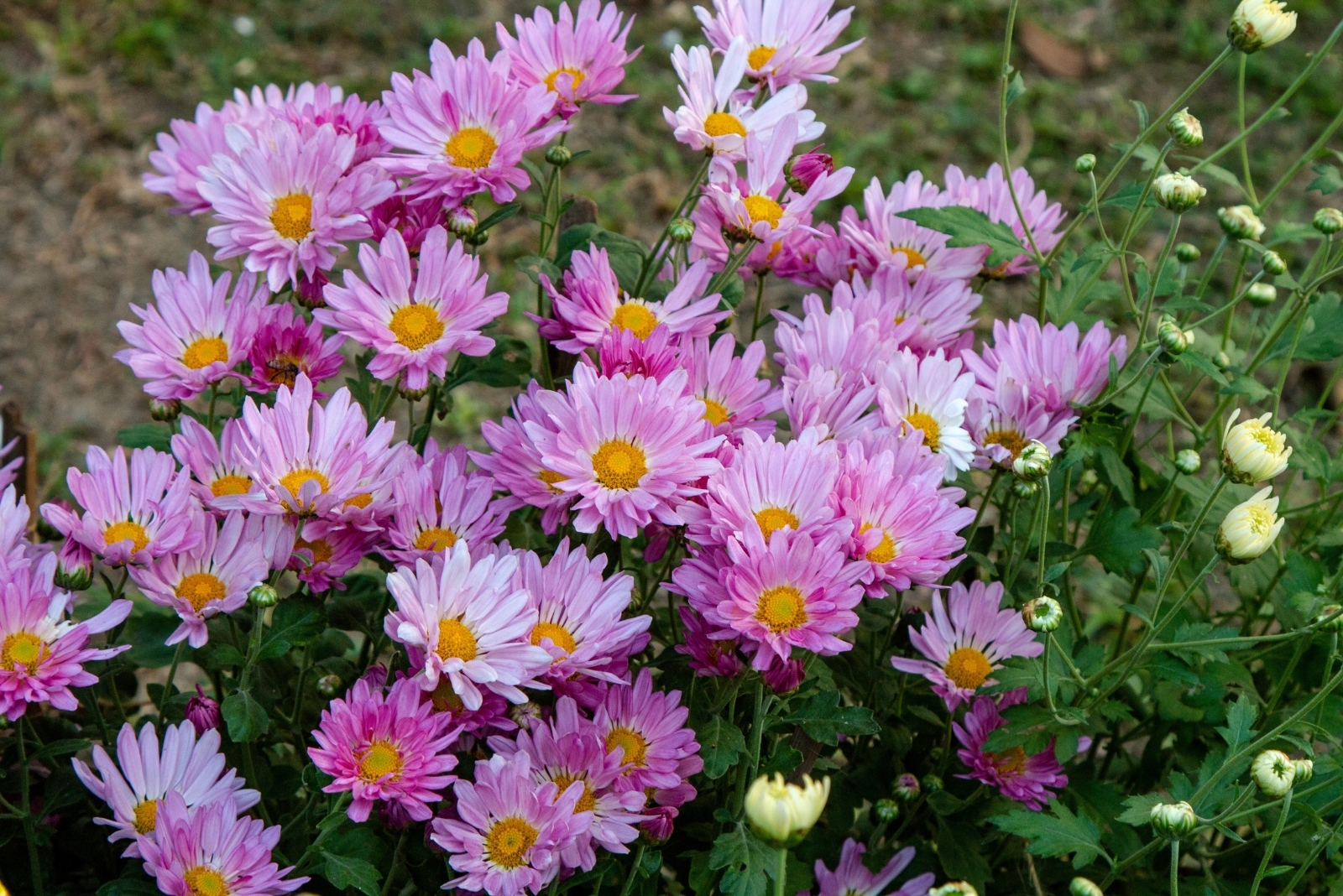 14 Flowers That Bring Color To Illinois And Midwest Gardens In Autumn