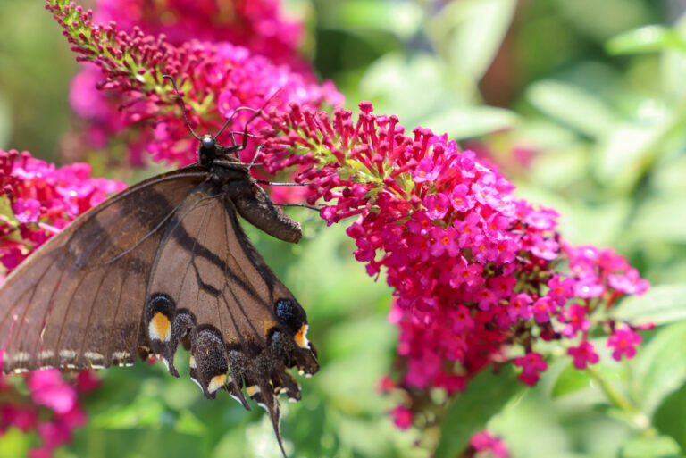 butterfly weed flower (featured image)
