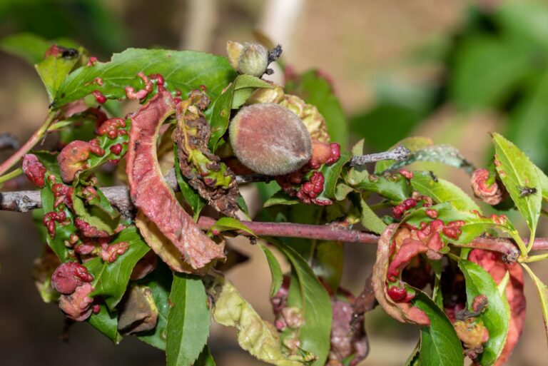 peach curl disease