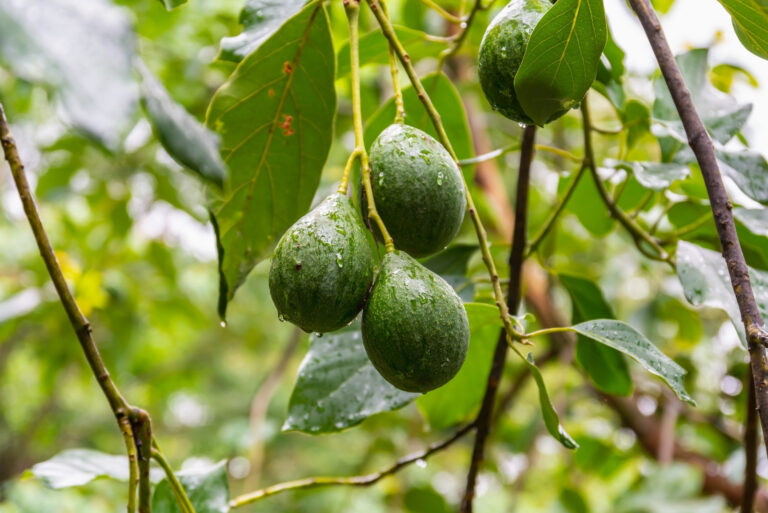 avocado tree (featured image)