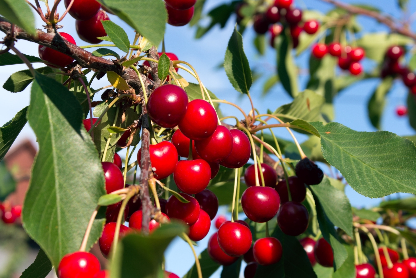 14 Fruit Trees That Struggle In Florida Gardens