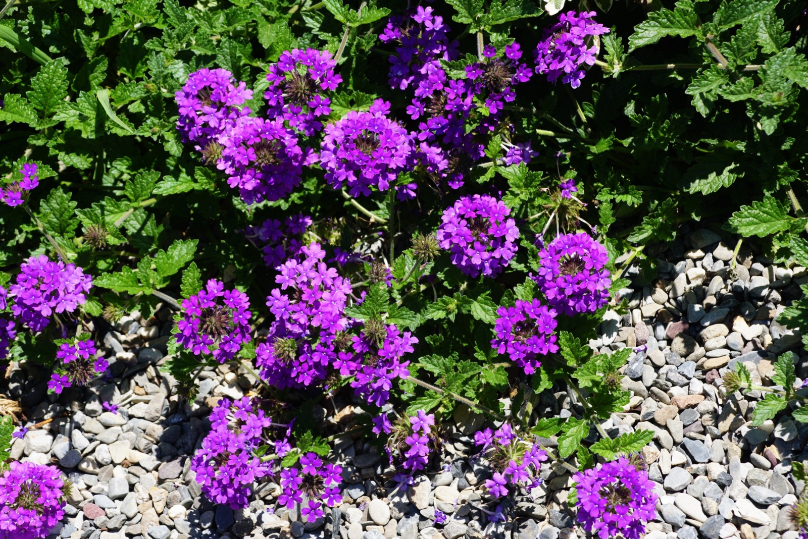 14 Ground Covers That Quickly Fill Bare Spots In California Gardens