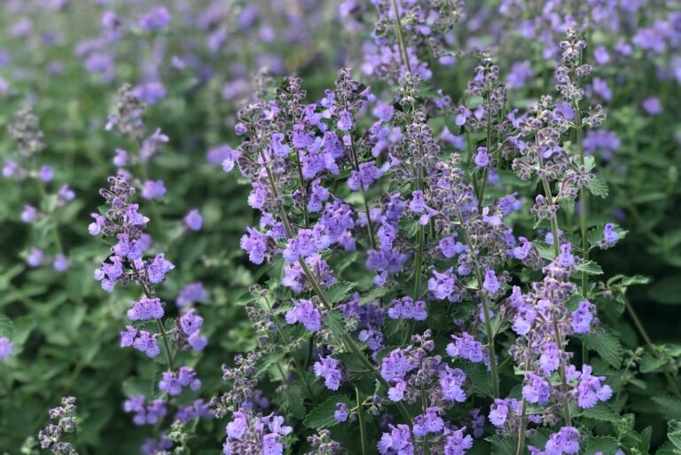 Russian Sage