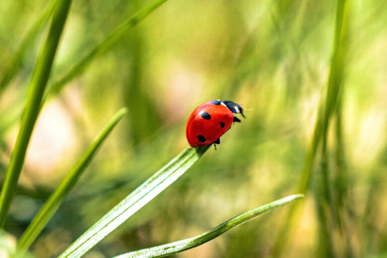 ladybug (featured image)