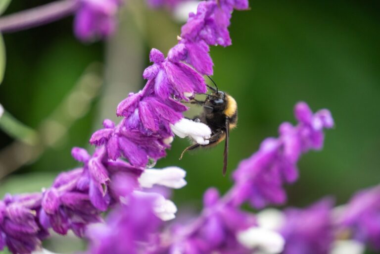Bee on a Mexican sage flower