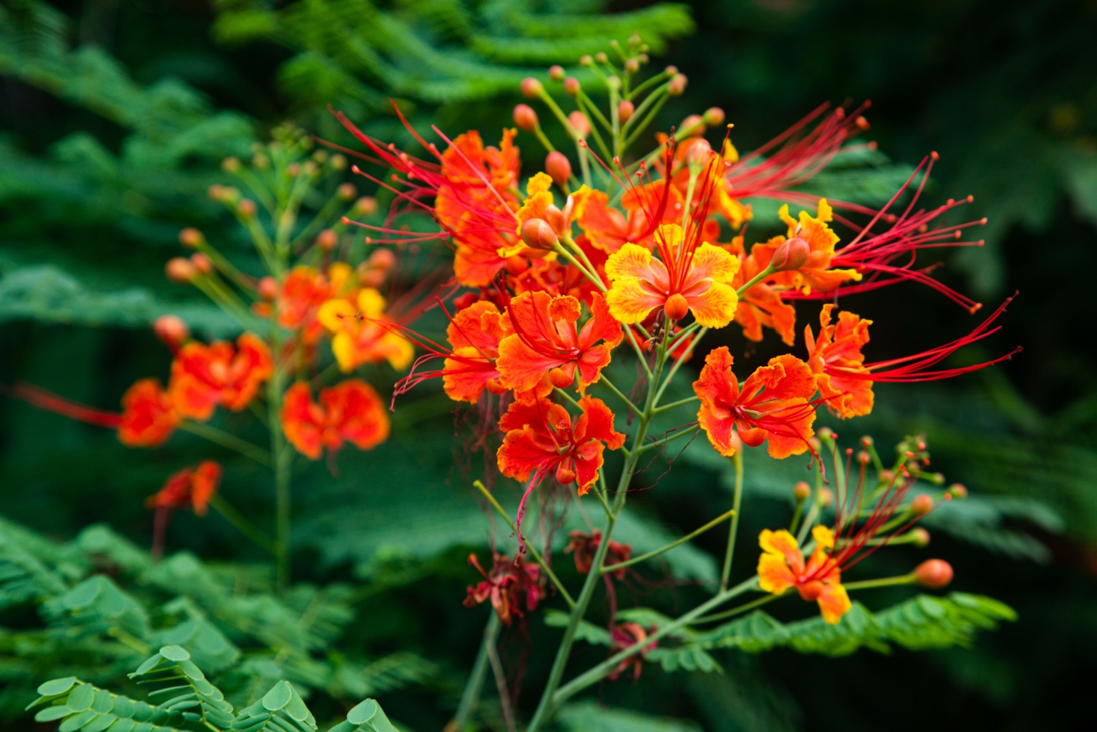 14 Late-Summer And Fall Flowers That Attract Hummingbirds In Texas