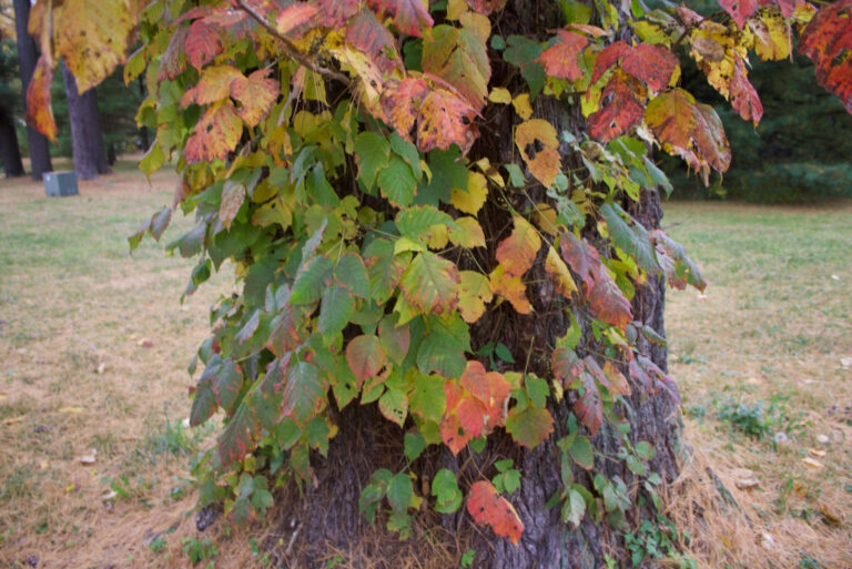 poison oak (featured image)