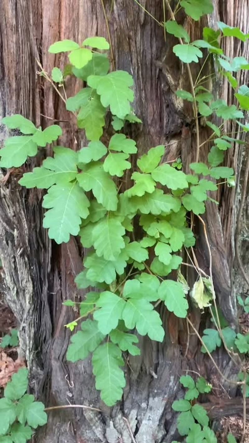 Poison Oak