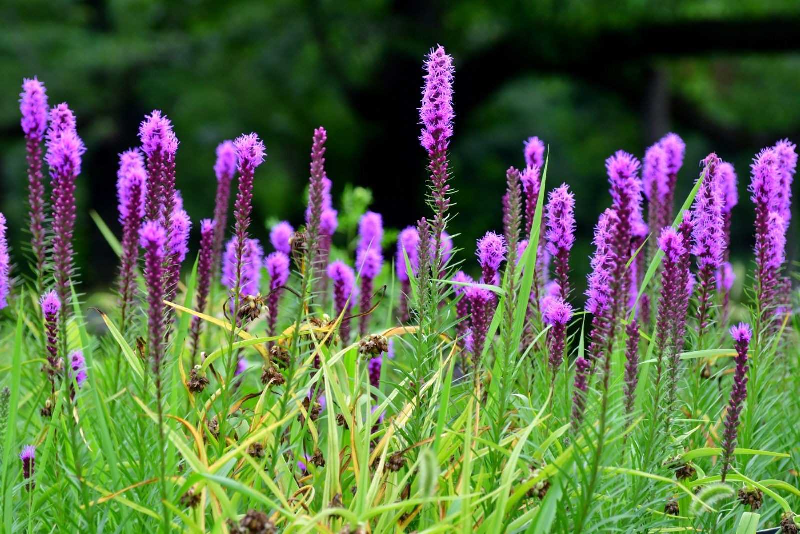 14 Ohio Hardy Perennials That Thrive When Left Alone