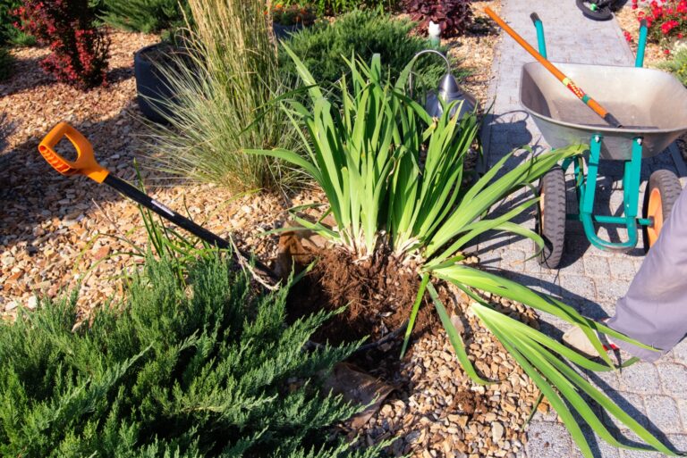 gardener prepares iris plant for division