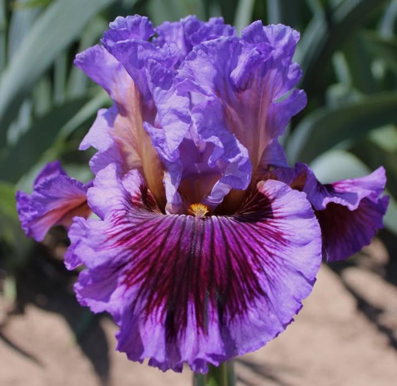 Bearded Iris