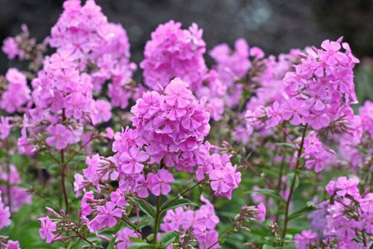 garden phlox in bloom