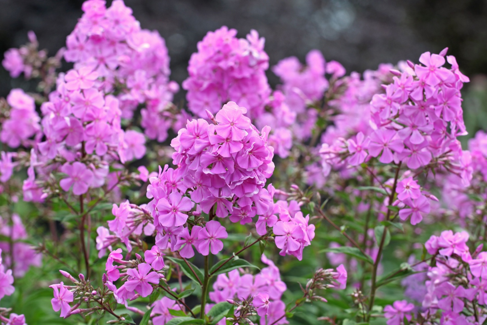 14 Plants Illinois Gardeners Should Cut Back This October