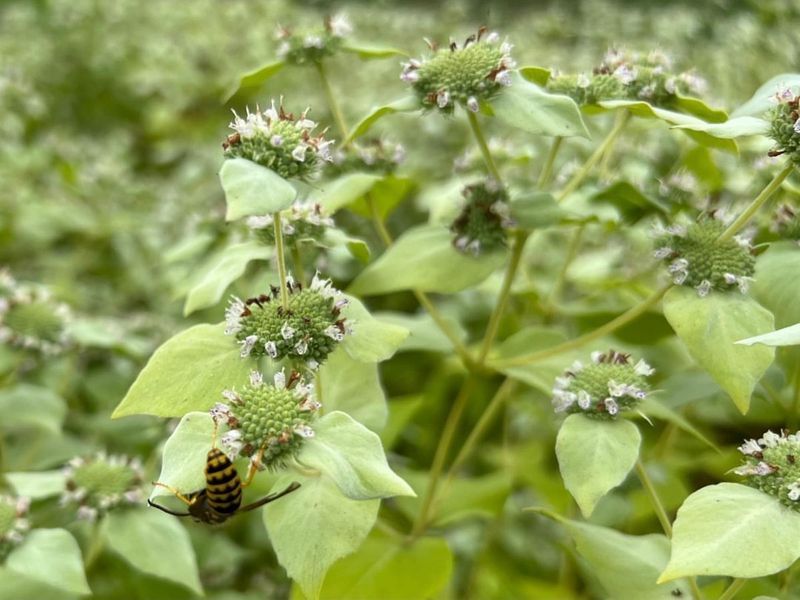Mint: The Aromatic Guardian