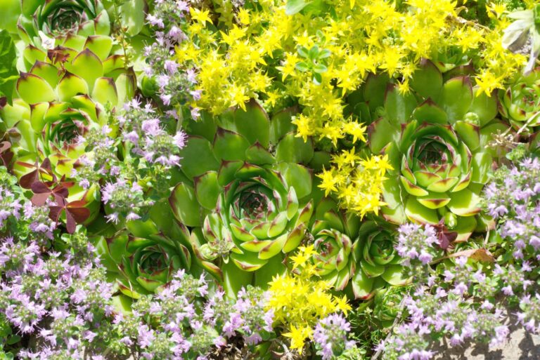 sempervivum and thyme