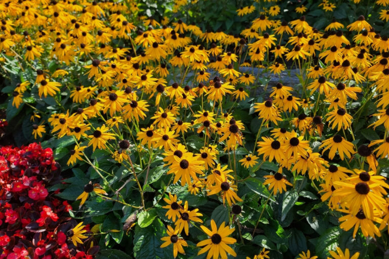 black eyed susans (featured image)