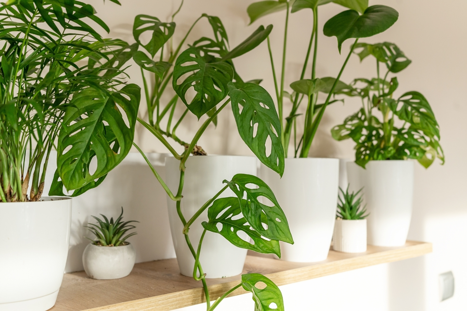14 Rare Houseplants Found In Grandma’s Colorado Home That Could Be Valuable