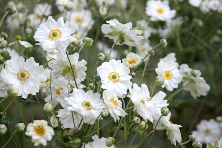 bush anemone