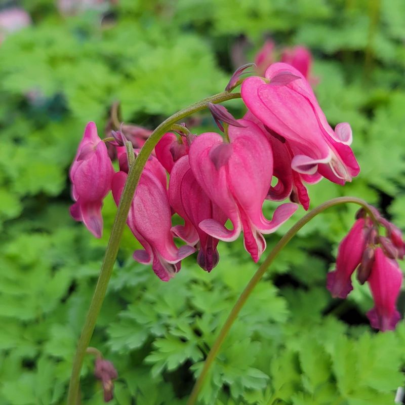 Western Bleeding Heart