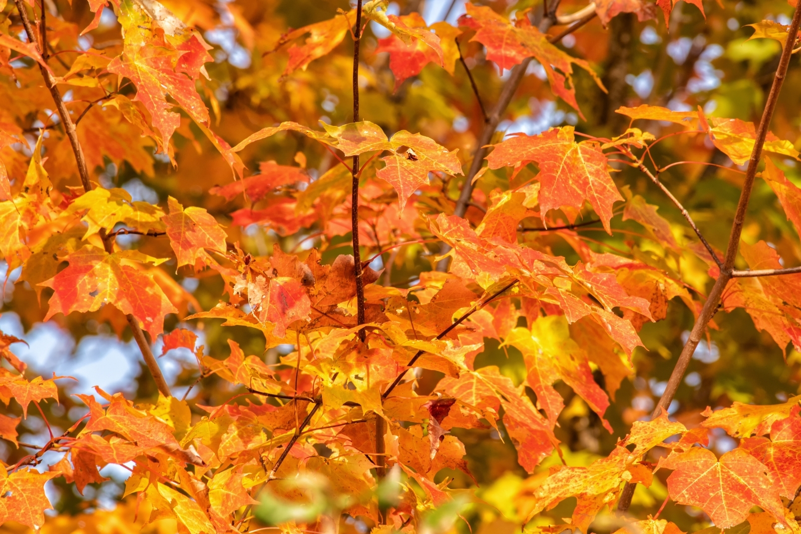 14 Stunning Plants That Bring Fall Color To Gardens In Ohio