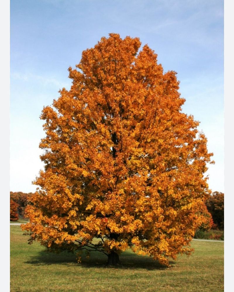 Sugar Maple