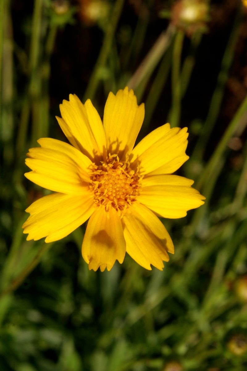 Coreopsis: Florida's Sunny State Wildflower