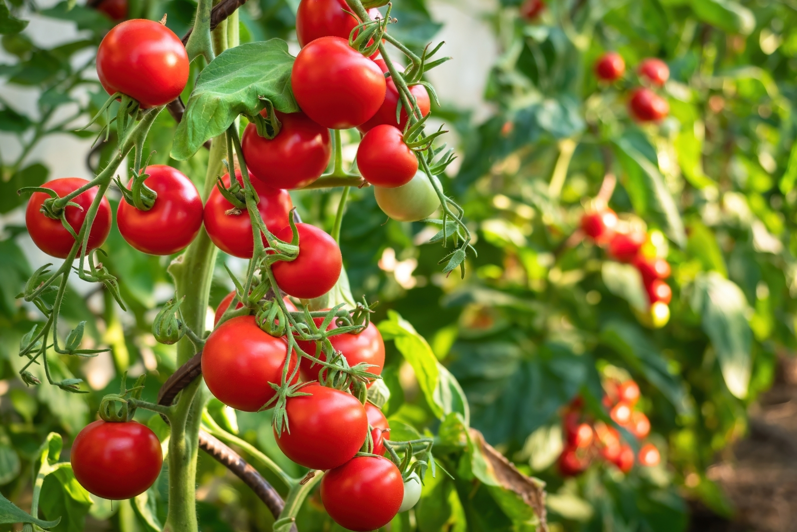 14 Vegetables Ideal For Kentucky’s Four-Season Climate