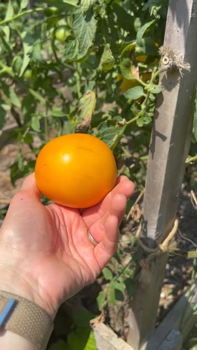 Tomatoes