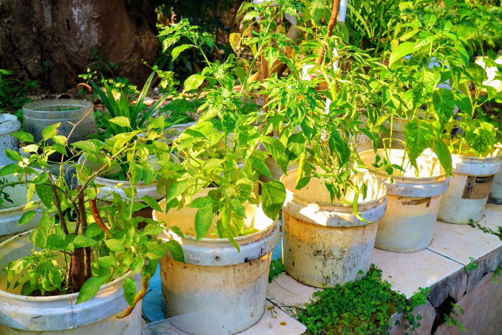 14 Vegetables Perfect For Bucket Gardening Year Round In Minnesota