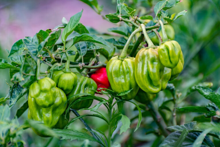 peppers (featured image)