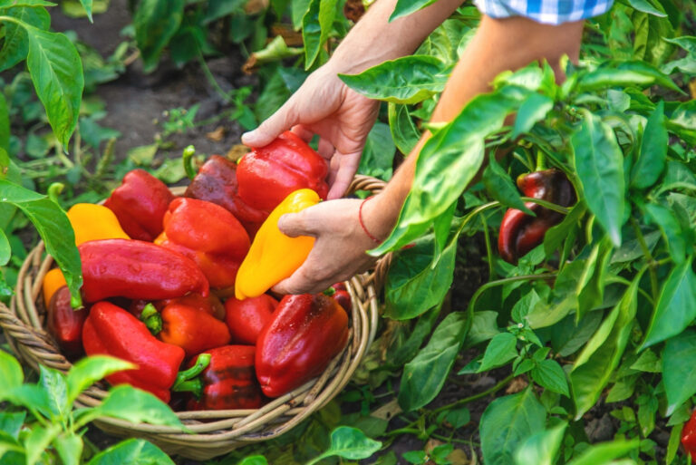 harvesting peppers (featured image)