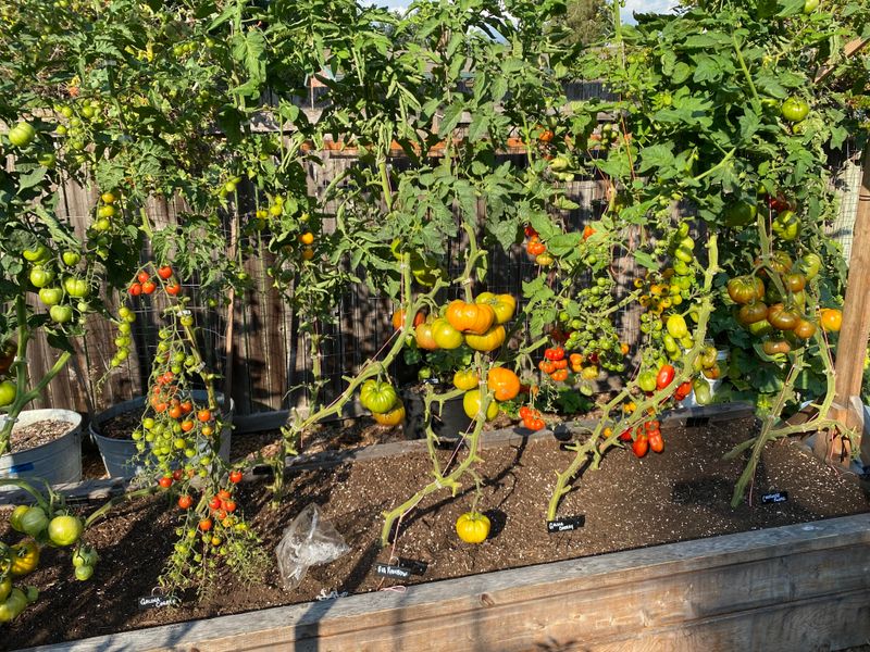 Tomatoes