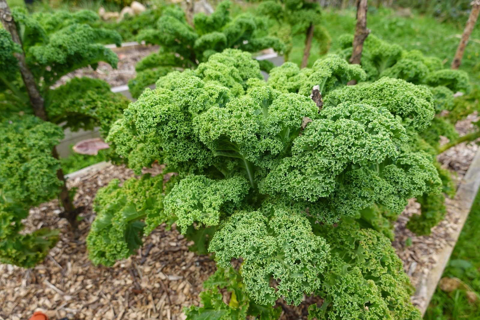 14 Vegetables That Survive Minnesota’s Cold-Winter Climate