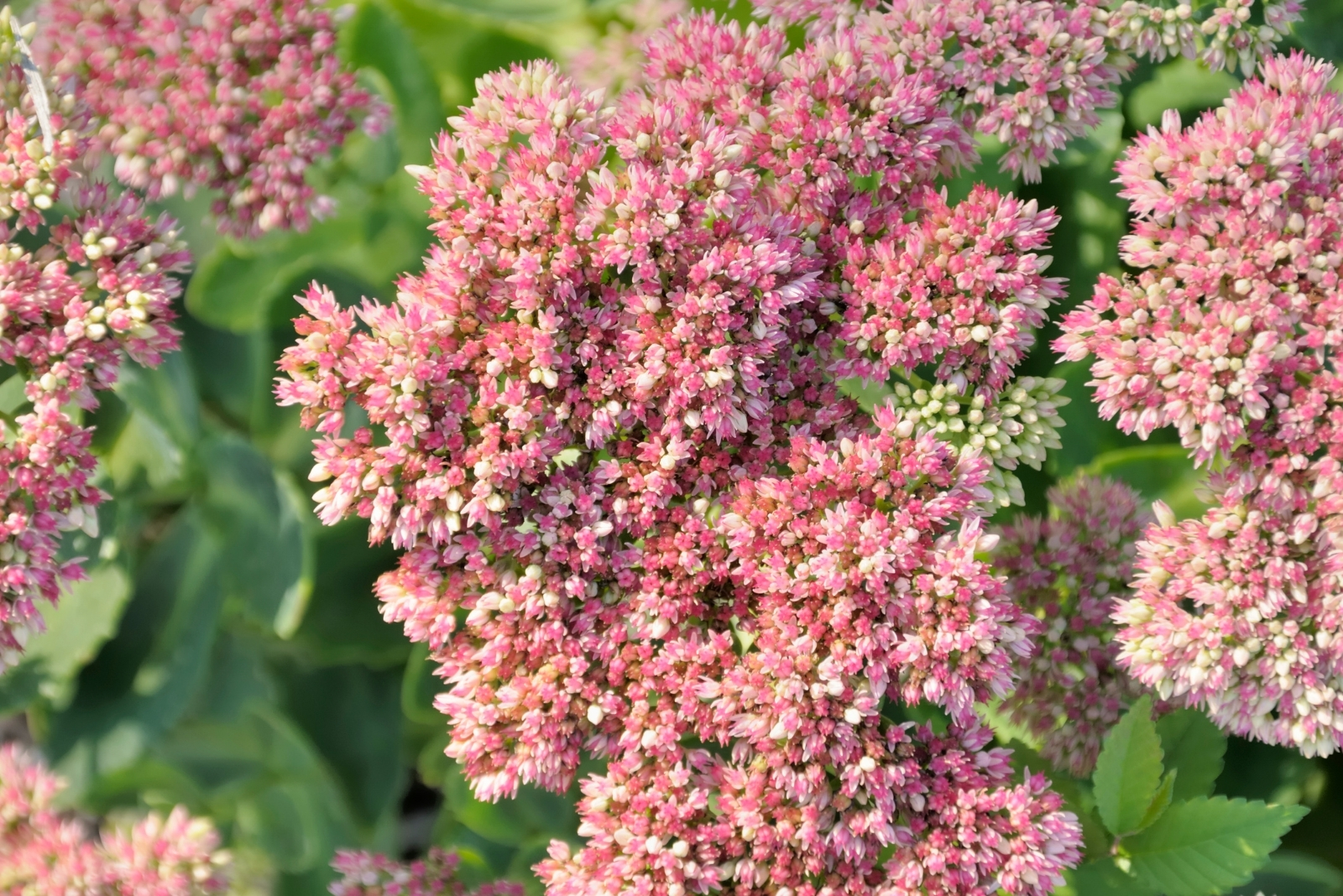 sedum (featured image)